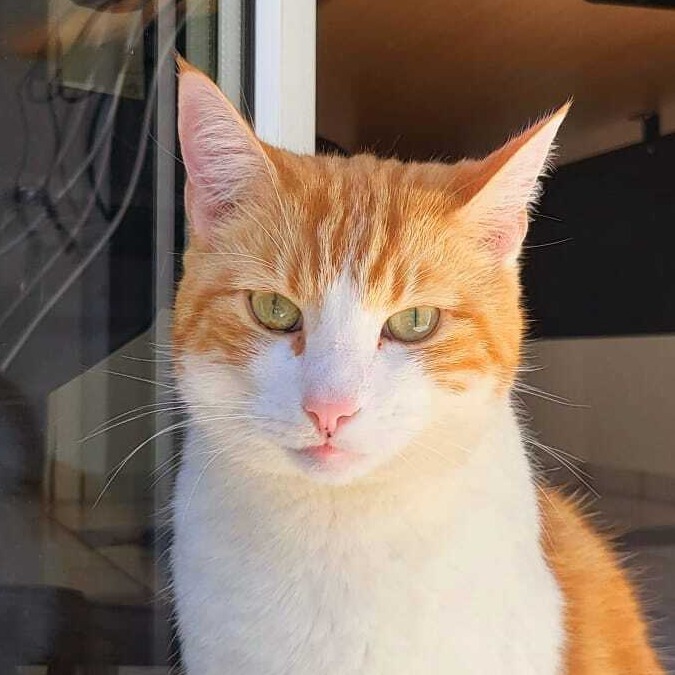 Foto vom Firmenkater Kabo.