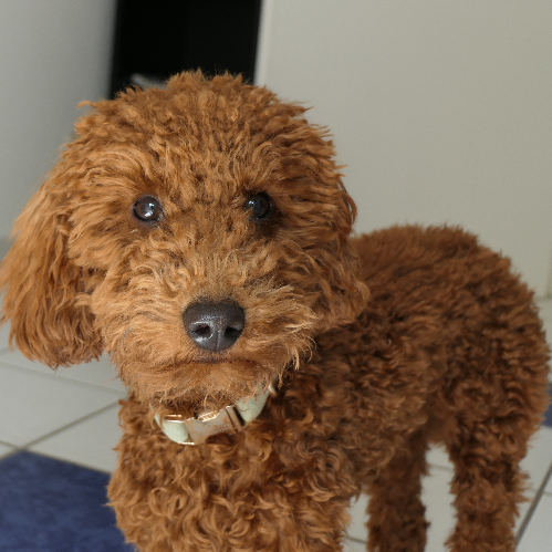 Foto vom Firmenhund Lou..